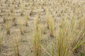 Culm planting on the dune, dune grass, marram grass, North Sea coast, Amrum, North Sea island,