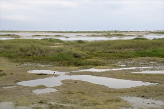 Landscape at Kniephaken at low tide, Schleswig-Holstein Wadden Sea National Park, North Sea coast,