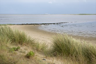 Landscape at the Kniephaken, marram grass and groynes, North Sea coast, Schleswig-Holstein Wadden