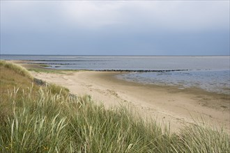 Landscape at the Kniephaken, marram grass and groynes, North Sea coast, Schleswig-Holstein Wadden