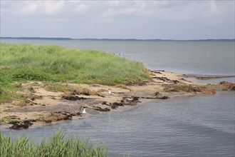 Two avocets (Recurvirostra avosette) standing on the North Sea coast, marram grass, Amrum, North