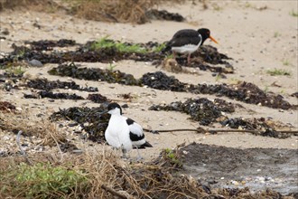 Avocet (Recurvirostra avosette) and oystercatcher (Haematopus ostralegus) on the North Sea coast,