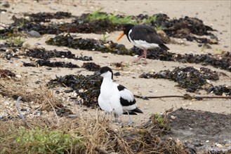 Avocet (Recurvirostra avosette) and oystercatcher (Haematopus ostralegus) on the North Sea coast,