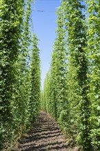 Hop growing, hop field, Ittingen Charterhouse, Canton Thurgau, Switzerland, Europe