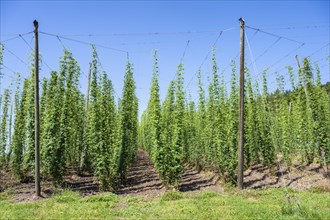 Hop growing, hop field, Ittingen Charterhouse, Canton Thurgau, Switzerland, Europe