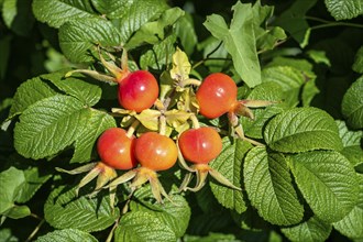 Scarlet rose hip, fruit of the rugosa rose (Rosa rugosa), Canton Thurgau, Switzerland, Europe