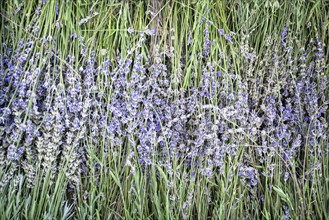 Freshly cut lavender for further processing, Ittingen Charterhouse, Canton Thurgau, Switzerland,