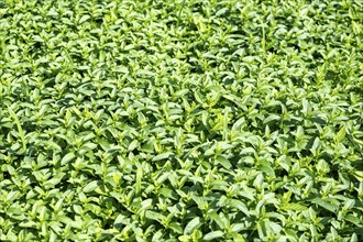 Ittingen mint (Mentha) in a field at Ittingen Charterhouse, Canton Thurgau, Switzerland, Europe