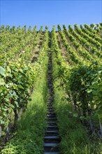 Steep vineyard slope, vineyard with stairs, Ittingen Charterhouse, Canton Thurgau, Switzerland,