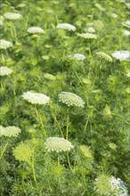 Toothpick-plant (Ammi visnaga) also known as toothpick carrot, medicinal plant, flowering time in