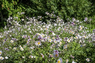 Chinese anemone (Anemone hupehensis), flowering time from April to July, Canton Thurgau,