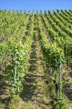 Steep vineyard, Ittingen Charterhouse, Canton Thurgau, Switzerland, Europe