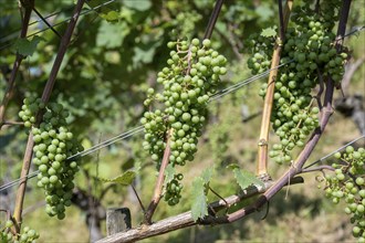 Grapes, fruit clusters of grapevines (Vitis), Müller-Thurgau grape variety, Canton Thurgau,