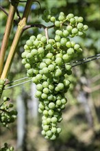 Grapes, fruit clusters of grapevines (Vitis), Müller-Thurgau grape variety, Canton Thurgau,