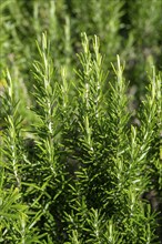 Rosemary (Salvia rosmarinus) Flowering time between March and May, Canton Thurgau, Switzerland,