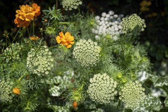 Toothpick-plant (Ammi visnaga) also known as toothpick carrot, medicinal plant, flowering time in