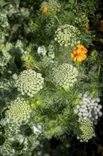 Toothpick-plant (Ammi visnaga) also known as toothpick carrot, medicinal plant, flowering time in