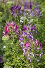 Spiny spiderflower (Cleome Spinosa) Flowering time from May to August, Canton Thurgau, Switzerland,