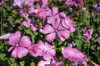 Summer poplar, (Malva trimestris) mallow, cup mallow, flowering time in June, July, Canton Thurgau,