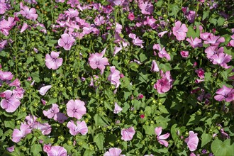 Summer poplar, (Malva trimestris) mallow, cup mallow, flowering time in June, July, Canton Thurgau,