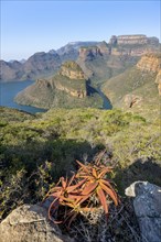 Agave growing on a rock, river bend at the Blyde River Canyon with Three Rondawels peak, view of