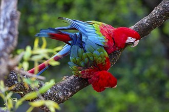 Red-and-green macaw (Ara chloropterus) Buraco das Araras Brazil#