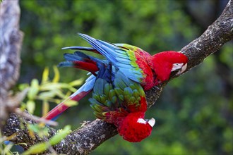 Red-and-green macaw (Ara chloropterus) Buraco das Araras Brazil#