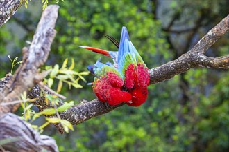 Red-and-green macaw (Ara chloropterus) Buraco das Araras Brazil#