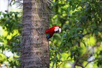 Red-and-green macaw (Ara chloropterus) Buraco das Araras Brazil#