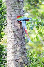 Red-and-green macaw (Ara chloropterus) Buraco das Araras Brazil#