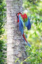 Red-and-green macaw (Ara chloropterus) Buraco das Araras Brazil#