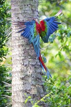 Red-and-green macaw (Ara chloropterus) Buraco das Araras Brazil#