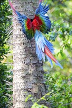 Red-and-green macaw (Ara chloropterus) Buraco das Araras Brazil#