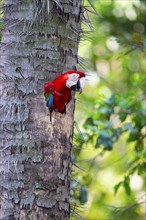 Red-and-green macaw (Ara chloropterus) Buraco das Araras Brazil#