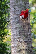 Red-and-green macaw (Ara chloropterus) Buraco das Araras Brazil#