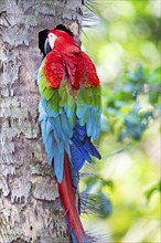 Red-and-green macaw (Ara chloropterus) Buraco das Araras Brazil#