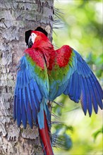 Red-and-green macaw (Ara chloropterus) Buraco das Araras Brazil#