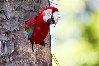 Red-and-green macaw (Ara chloropterus) Buraco das Araras Brazil#