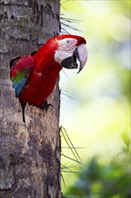 Red-and-green macaw (Ara chloropterus) Buraco das Araras Brazil#