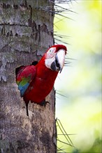 Red-and-green macaw (Ara chloropterus) Buraco das Araras Brazil#