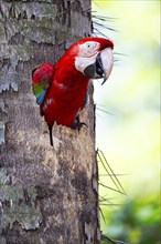 Red-and-green macaw (Ara chloropterus) Buraco das Araras Brazil#