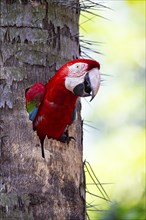 Red-and-green macaw (Ara chloropterus) Buraco das Araras Brazil#