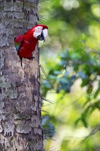 Red-and-green macaw (Ara chloropterus) Buraco das Araras Brazil#