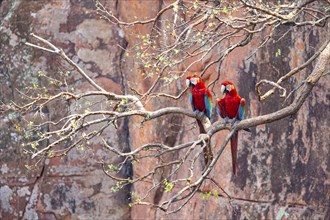 Red-and-green macaw (Ara chloropterus) Buraco das Araras Brazil#