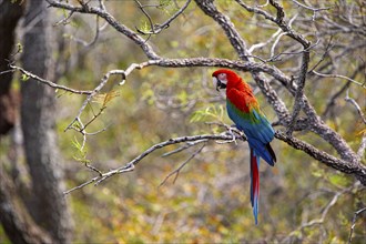 Red-and-green macaw (Ara chloropterus) Buraco das Araras Brazil#