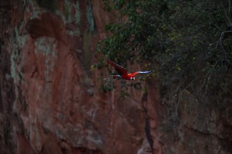 Red-and-green macaw (Ara chloropterus) Buraco das Araras Brazil#