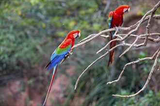 Red-and-green macaw (Ara chloropterus) Buraco das Araras Brazil#