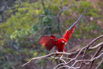 Red-and-green macaw (Ara chloropterus) Buraco das Araras Brazil#