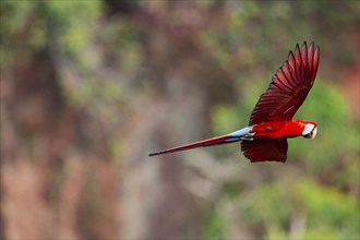 Red-and-green macaw (Ara chloropterus) Buraco das Araras Brazil#