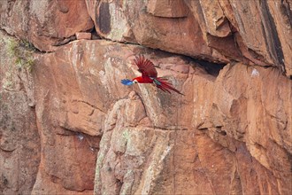 Red-and-green macaw (Ara chloropterus) Buraco das Araras Brazil#